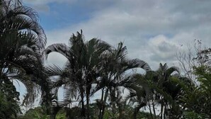 A swimming pool with a tiled edge, surrounded by palm trees and a grassy area.