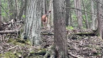 A forested area with a deer standing among trees and fallen branches.