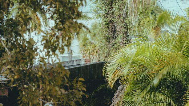 A garden with a seating area, a wooden structure, and various plants. - Miami Wellness Sanctuary w/ Sauna, Cold Plunge & Hot Tub (Miami)