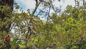 A tree with hanging disco balls and a light bulb. - Miami Wellness Sanctuary w/ Sauna, Cold Plunge & Hot Tub (Miami)