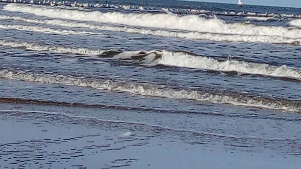 A beach with waves and a sailboat in the distance. - Vacation home Holland, 2 -4 pers., sea, dog, gas fireplace, wifi  (Sint Maartensvlotbrug)