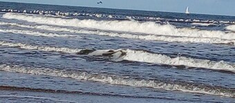 Vacation home Holland, 2 -4 pers., sea, dog, gas fireplace, wifi 