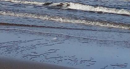 Ferienhaus Holland, 2 -4 Pers., Meer, Hund, Gaskamin, Wlan