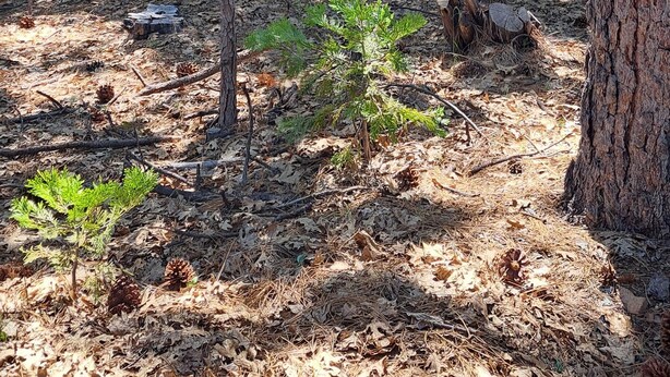 A forested area with tall trees, a ground covered in dry leaves, and a clear sky. - Cute RV in the  forested mountains at Cedar Ridge,  Sonora for your vacation. (Sonora)