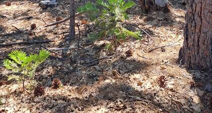 Cute RV in the forested mountains at Cedar Ridge, Sonora for your vacation.