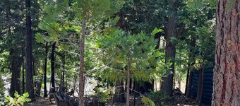 Cute RV in the forested mountains at Cedar Ridge, Sonora for your vacation.