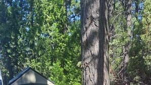 A campsite with a portable grill, a fire pit, and a folding chair. - Cute RV in the  forested mountains at Cedar Ridge,  Sonora for your vacation. (Sonora)