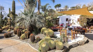 A garden with various cacti and palm trees, outdoor seating, and a white building with a yellow awning. - Ravino Ecolodge (Forio)