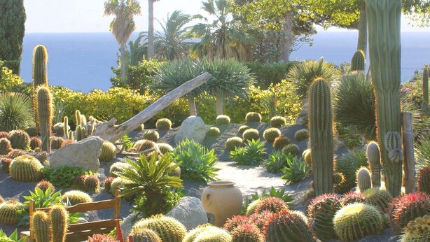 A desert garden with various cacti and succulents, a wooden bench, and a large pot. - Ravino Ecolodge (Forio)