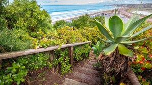 A staircase surrounded by lush greenery leading to a beach view.