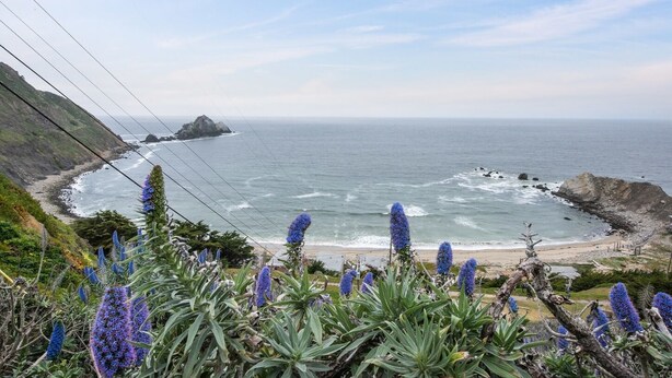 Paisagem costeira com um litoral rochoso, uma pequena ilha e flores roxas em primeiro plano.