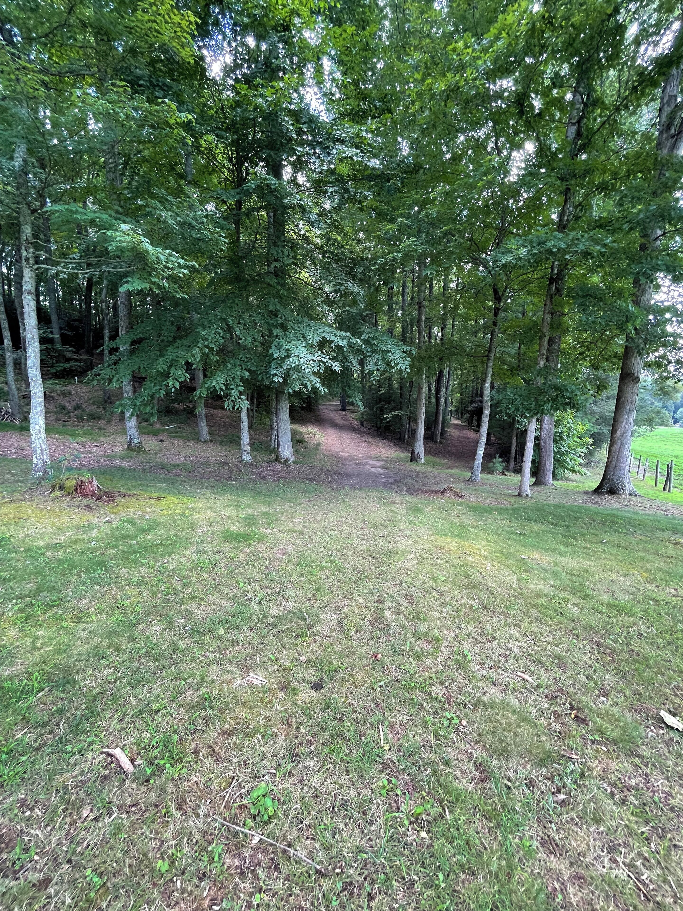 Ein bewaldetes Gebiet mit einem Feldweg hindurch.