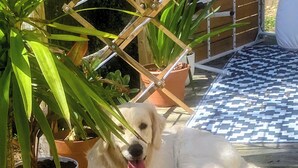 Un chien allongé sur une terrasse en bois, avec des plantes en pot et un bol en métal.