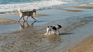 Deux chiens sur une plage, avec des vagues.