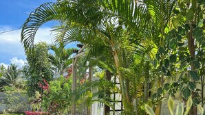 A lush garden with a variety of plants, a stone pathway, and a pergola structure. - Villa Aloha - Large capacity with garden, jacuzzi, + cistern_Bas du fort (Le Gosier)
