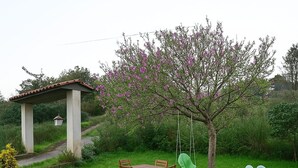 A garden with a wooden table and chairs, a swing, a slide, and a small gazebo. - Casa Ref gio do Douro (Baiao)