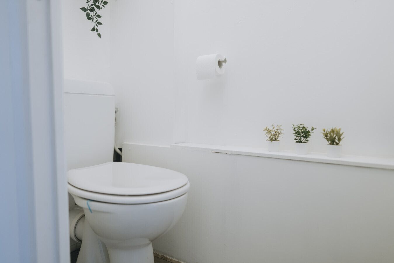 A white toilet with a blue line on the floor, a white wall, and a small shelf with three potted plants.