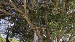 A hammock suspended from a tree, a foldable chair, and a gravel area.
