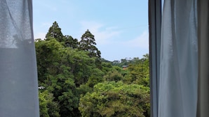 A view through a window with curtains, featuring dense green foliage and a clear sky.