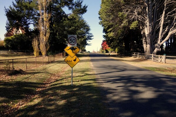 A road with a speed limit sign of 50 km/h and a warning sign for kangaroos.