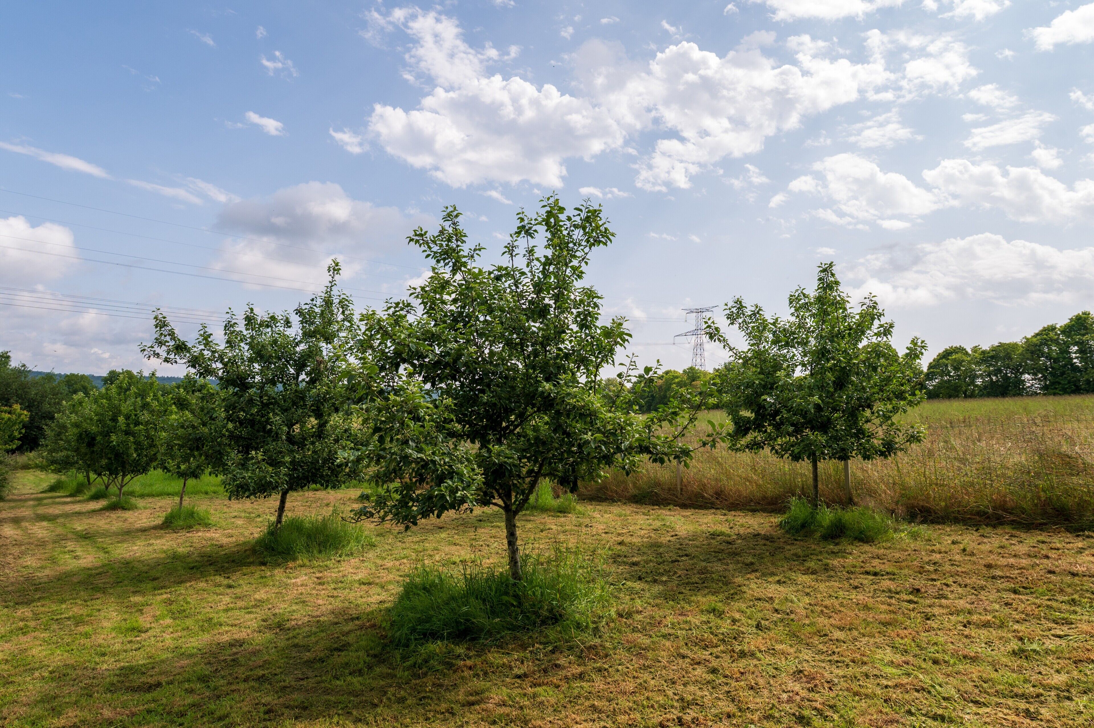 A field with several trees and a power line in the background.