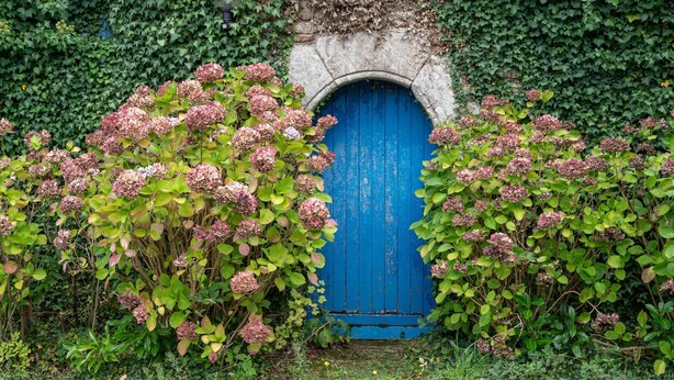 Una puerta azul rodeada de abundante vegetación y plantas con flores.
