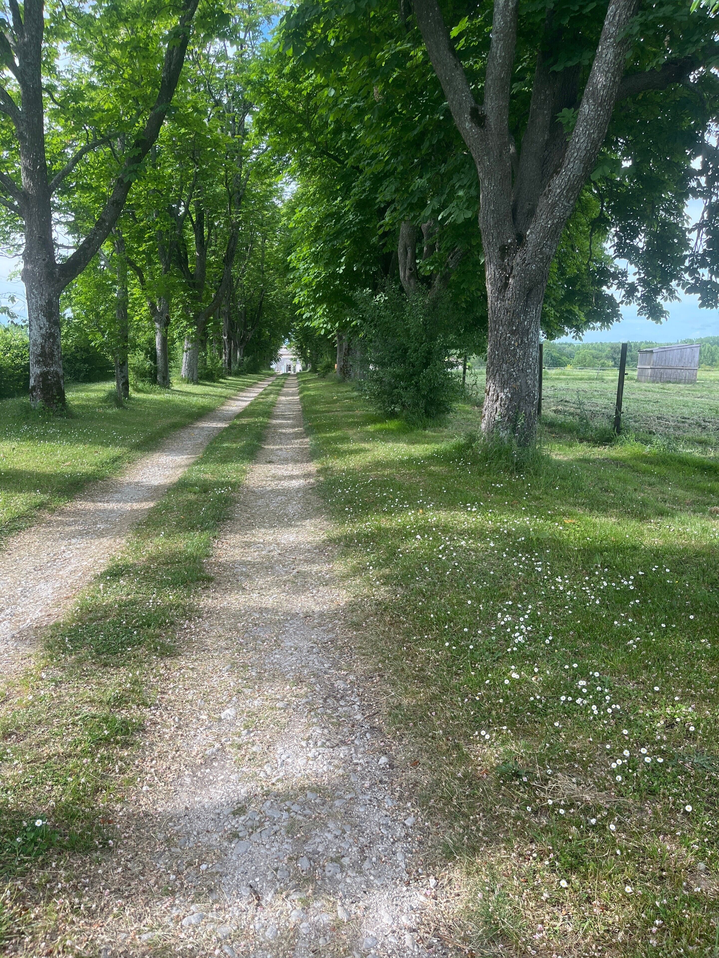 A gravel path flanked by trees leading to a white building.