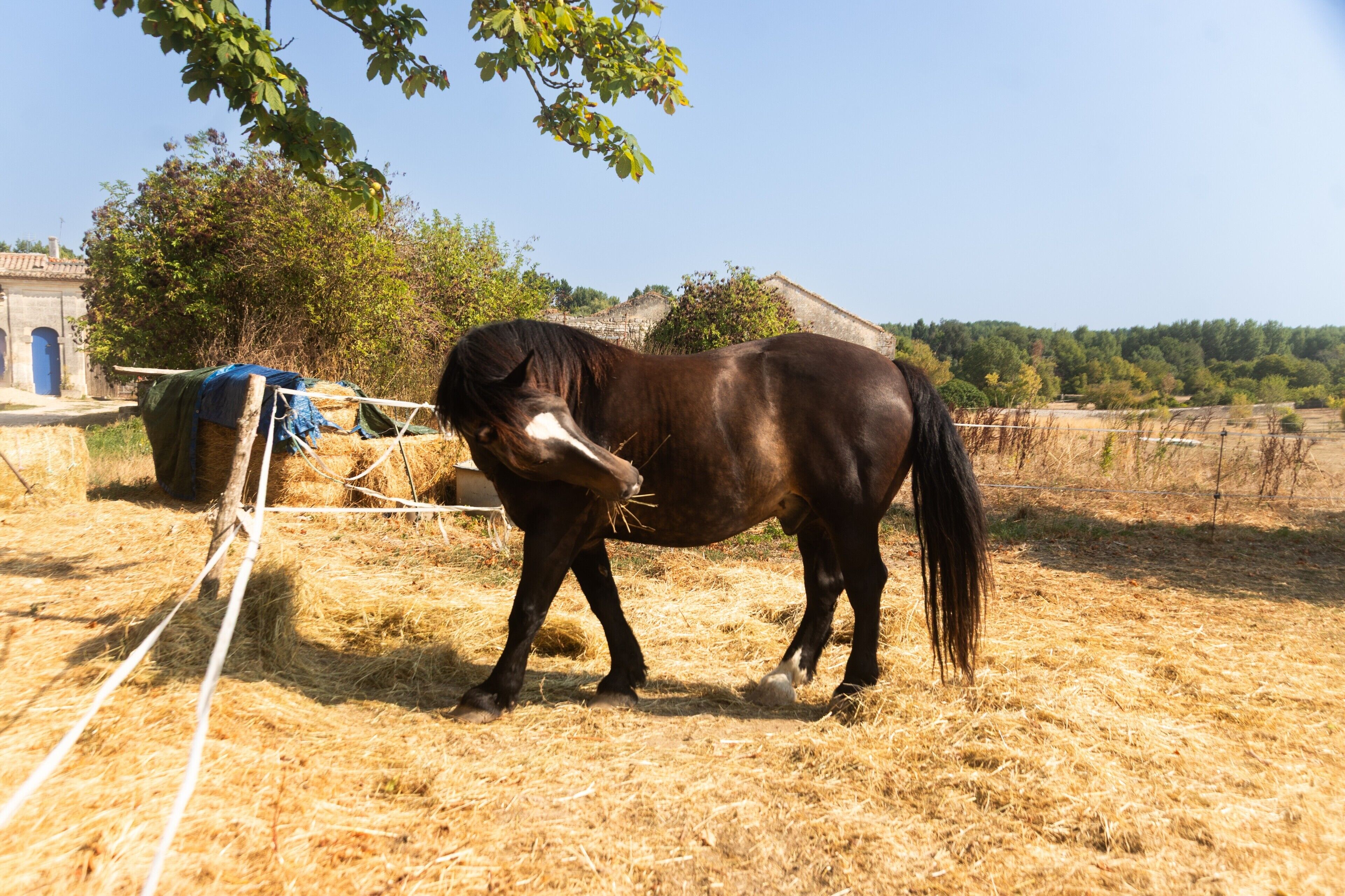 A horse tied to a rope in a field with hay bales, a building, and trees in the background.