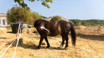 A horse tied to a rope in a field with hay bales, a building, and trees in the background.