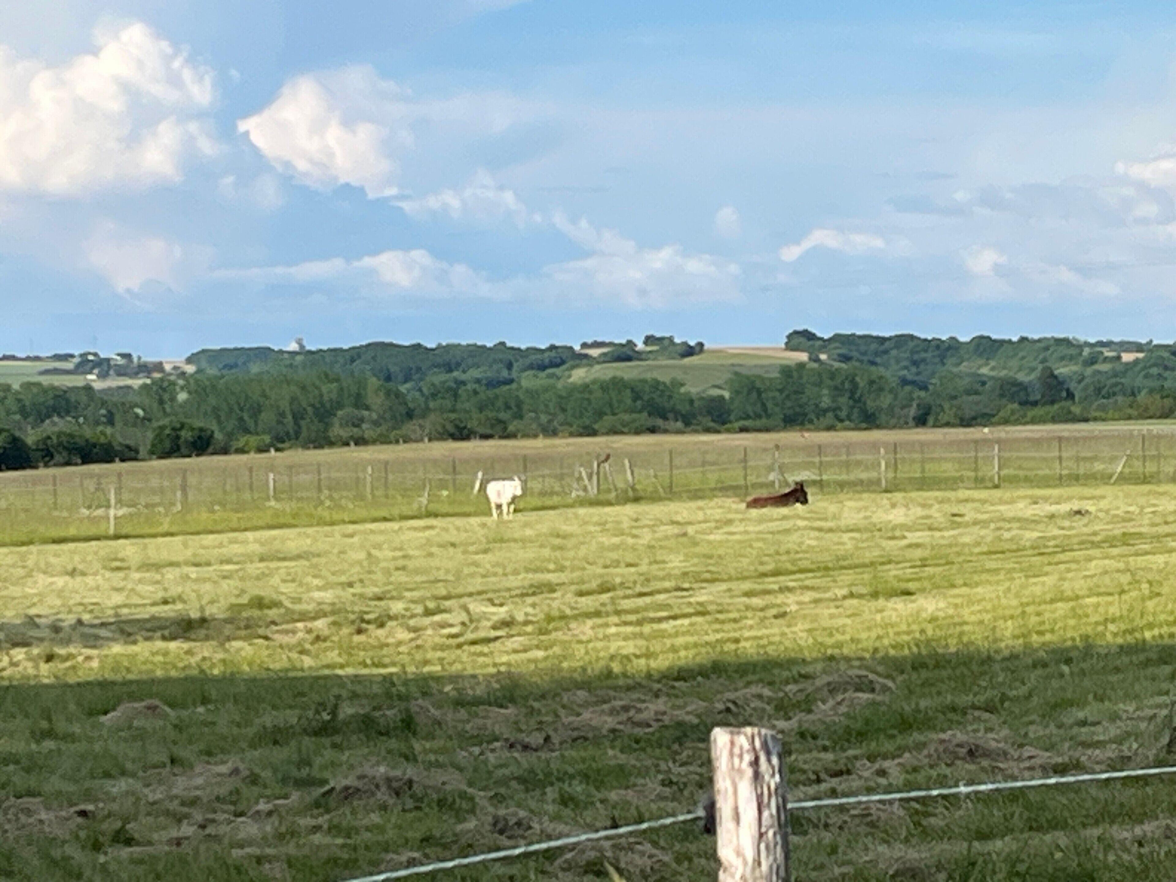 Un paysage rural avec un champ délimité par une clôture, une vache blanche et une vache brune.