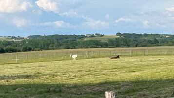 Un paysage rural avec un champ délimité par une clôture, une vache blanche et une vache brune.