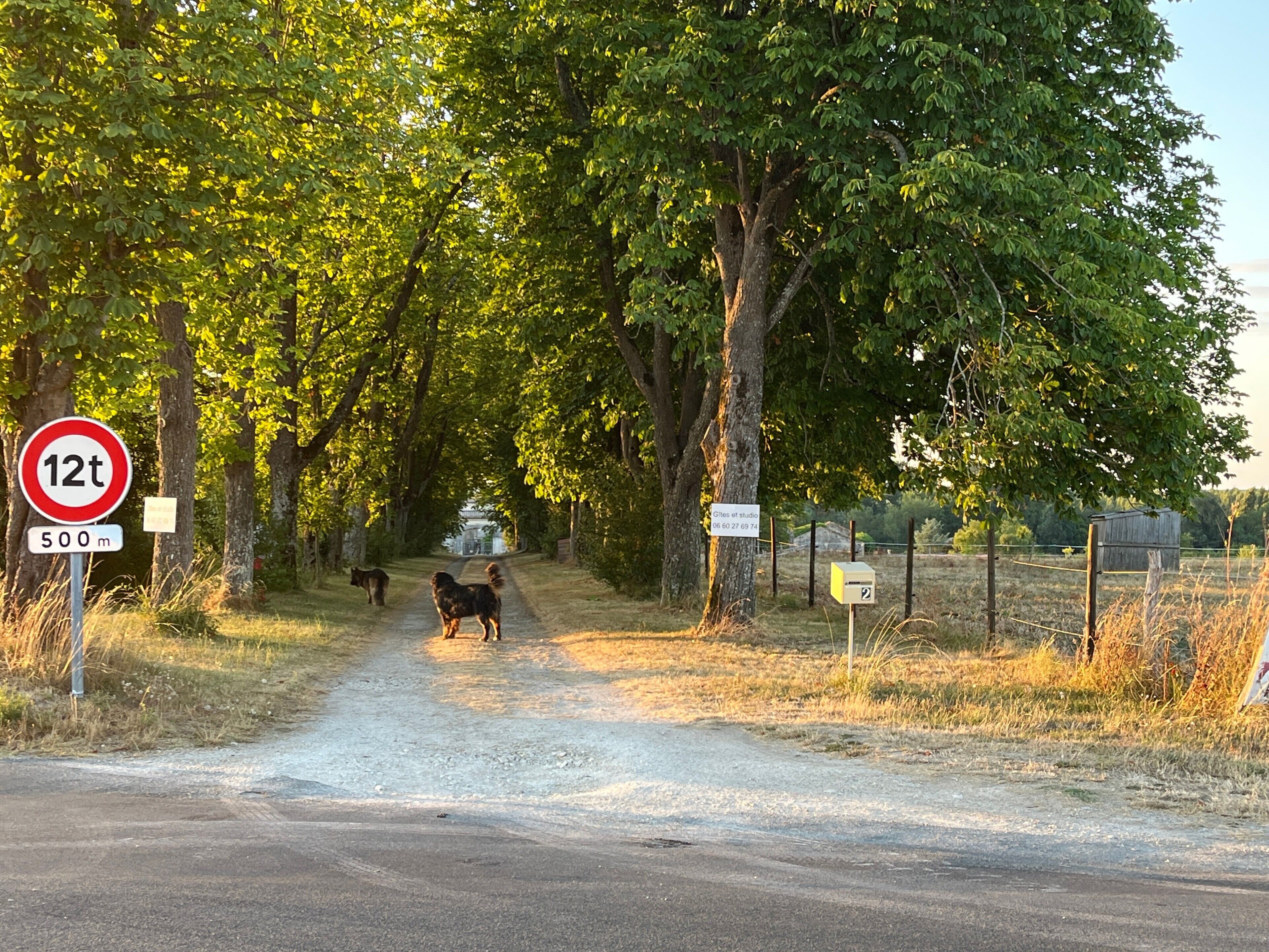 Eine Landstraße mit Geschwindigkeitsbegrenzungsschild, Briefkasten und einem Hund.