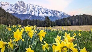 A field of yellow daffodils in front of a mountain range.