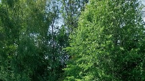 Un jardín con una escalera de madera que sube hacia una barandilla blanca.