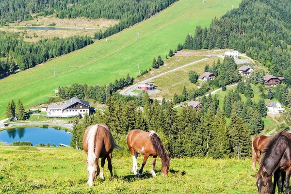 Prairie, Montagnes, Paysage, Pâturage, Zone Rurale, Plaine, Prairie, Station De Montagne, Cheval, Champ