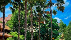 A lush garden with tall palm trees and a pathway leading to a building with a red roof. - Vanasin Residence (Tak)
