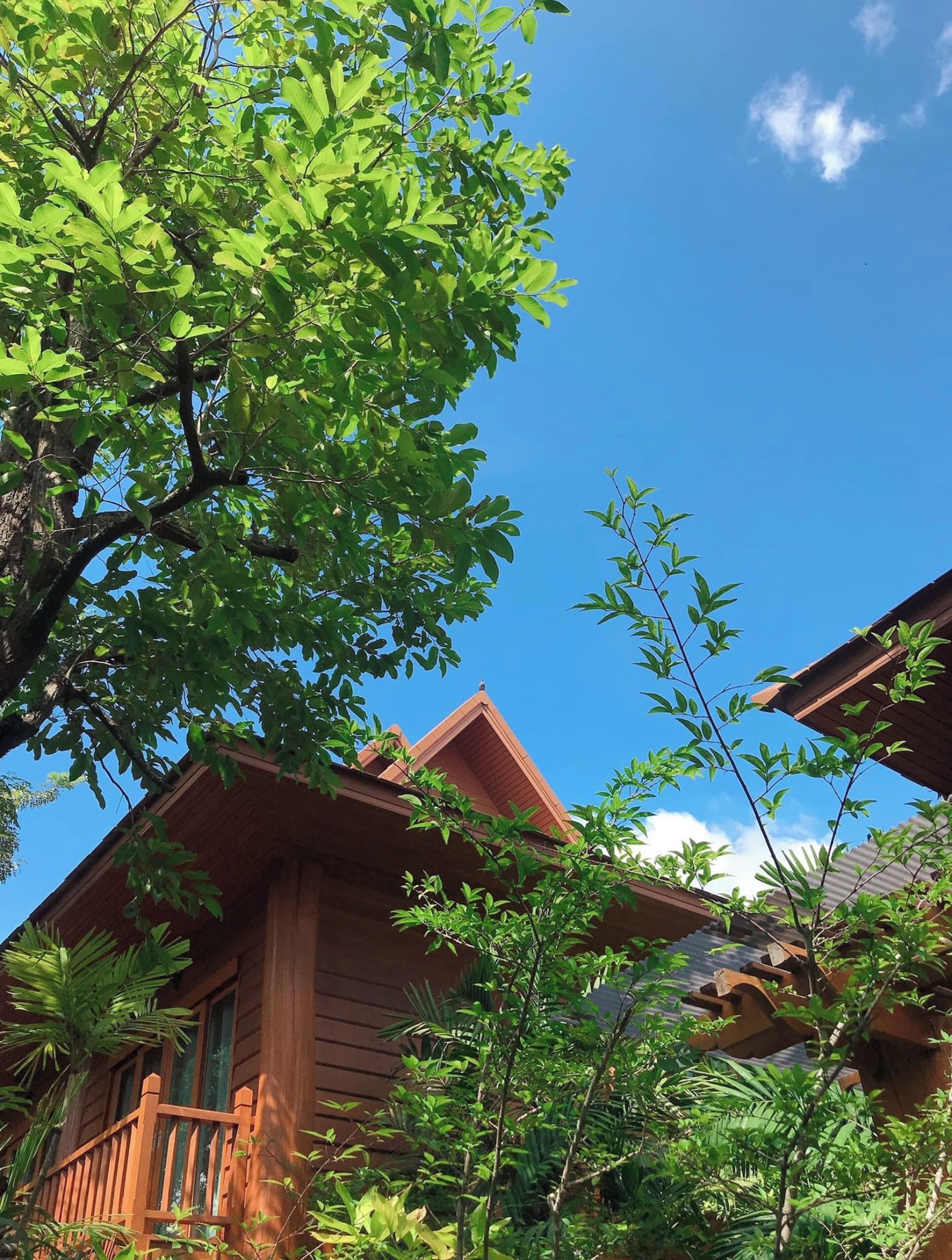 Una casa de madera con techo inclinado, rodeada de árboles y plantas verdes exuberantes.