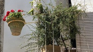 A balcony with a large potted plant and two hanging flower pots. - La Casa Dell'Artista - Short Term Rentals - Ferla (Ferla)