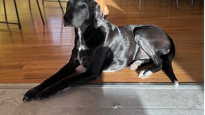 Un perro negro recostado sobre un piso de madera en una habitación con sillas y una mesa.