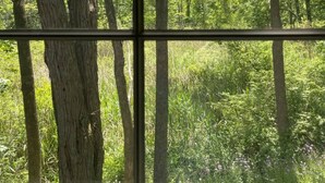 Ein Fenster mit Blick auf eine bewaldete Landschaft, einschließlich hoher Bäume und dichtem Grün.