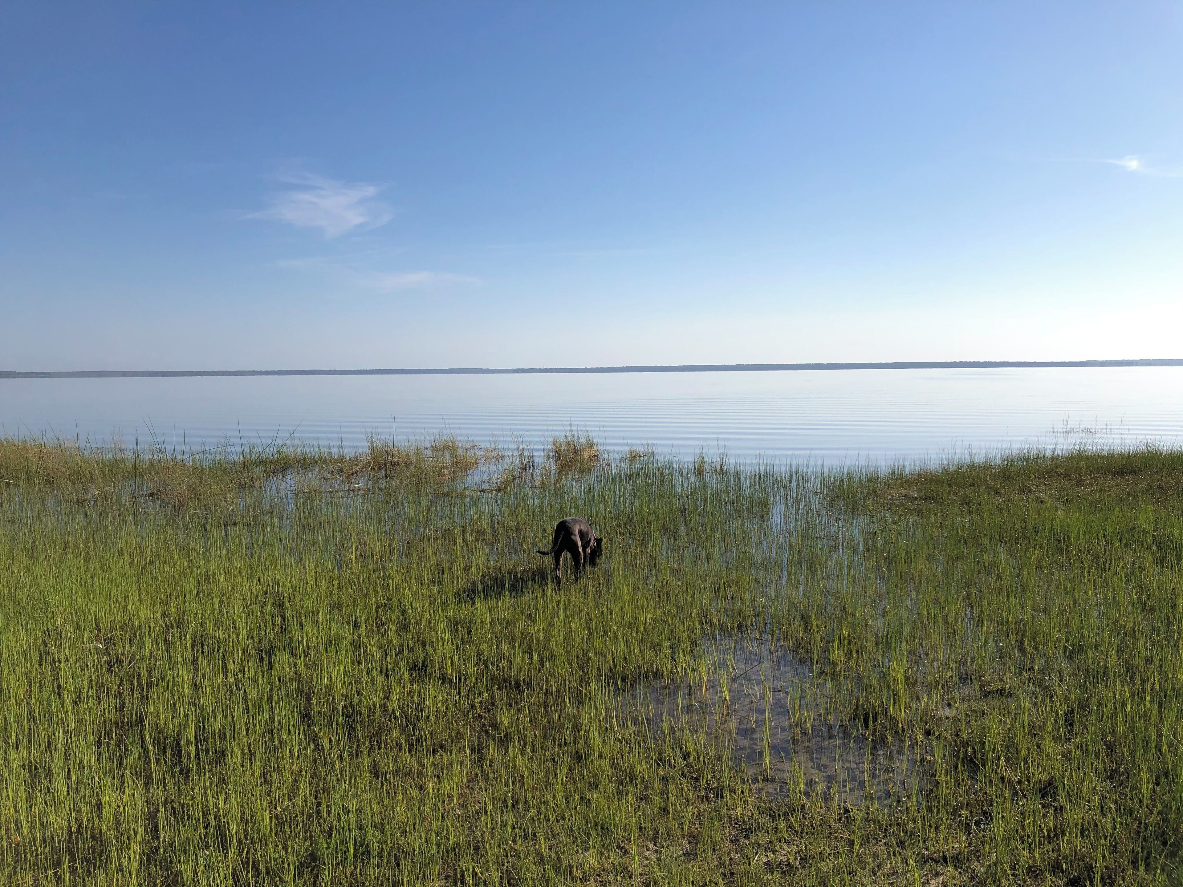 Un lago tranquilo con hierba alta en primer plano y un cielo despejado.