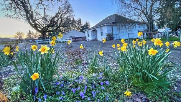 Una casa con jardín delantero con narcisos y flores moradas.