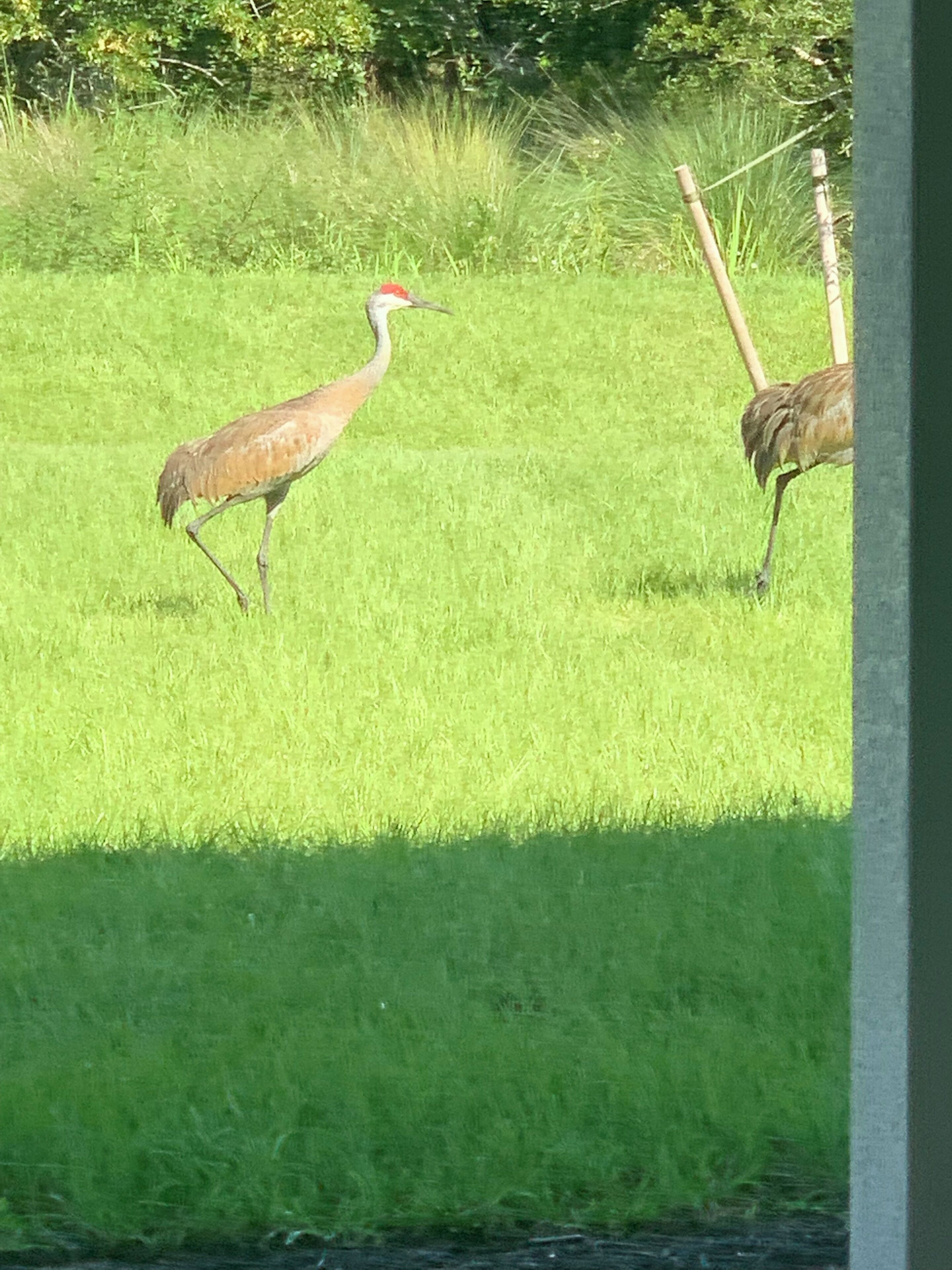 Un oiseau dans un champ d’herbe, avec une clôture en arrière-plan.