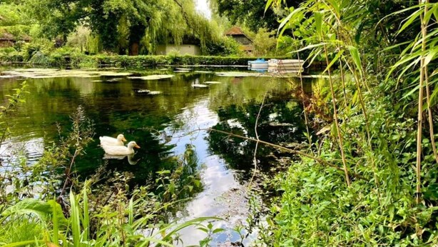 House | View from property - Cabin in New Forest With Private Woodland (Romsey)