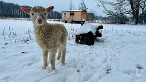 A snow-covered landscape with a wooden cabin and a lamb in the foreground. - Beautiful circus wagon in a secluded location  (Oetzen)