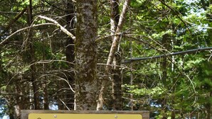 Un letrero con la leyenda 'Sweet Nectar Nook' en un área boscosa con mesas al aire libre.
