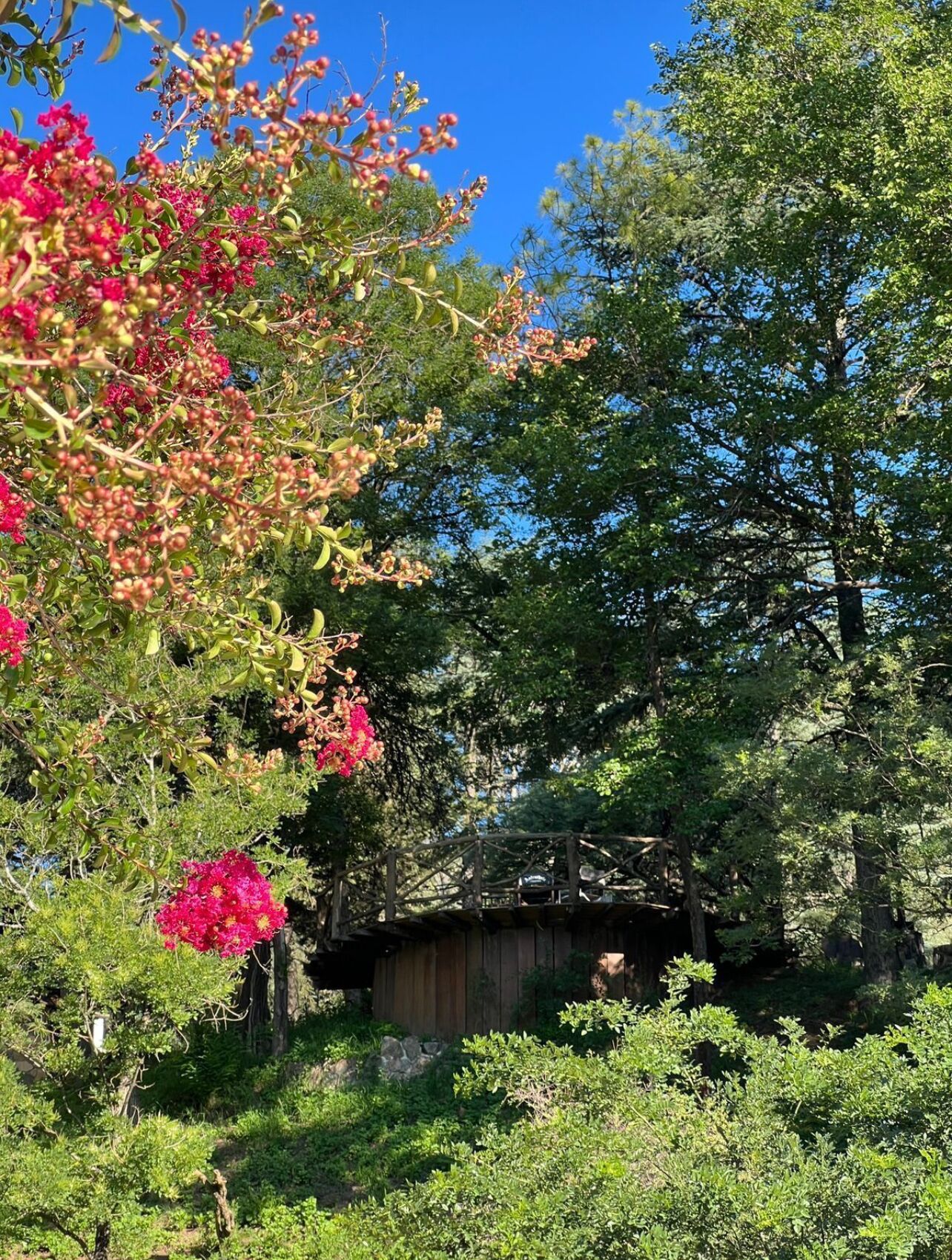 A rustic wooden cabin surrounded by lush greenery and flowering plants.