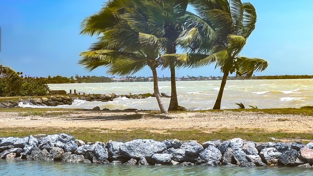 A beach with palm trees, a rocky shoreline, and a view of the ocean. - Bay Front Eco-Cottage/2 units/Corozal with WiFi, AC (Corozal)