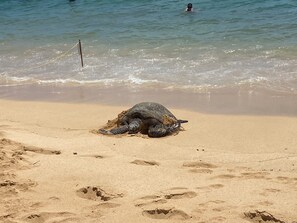 Espreguiçadeiras, toalhas de praia 