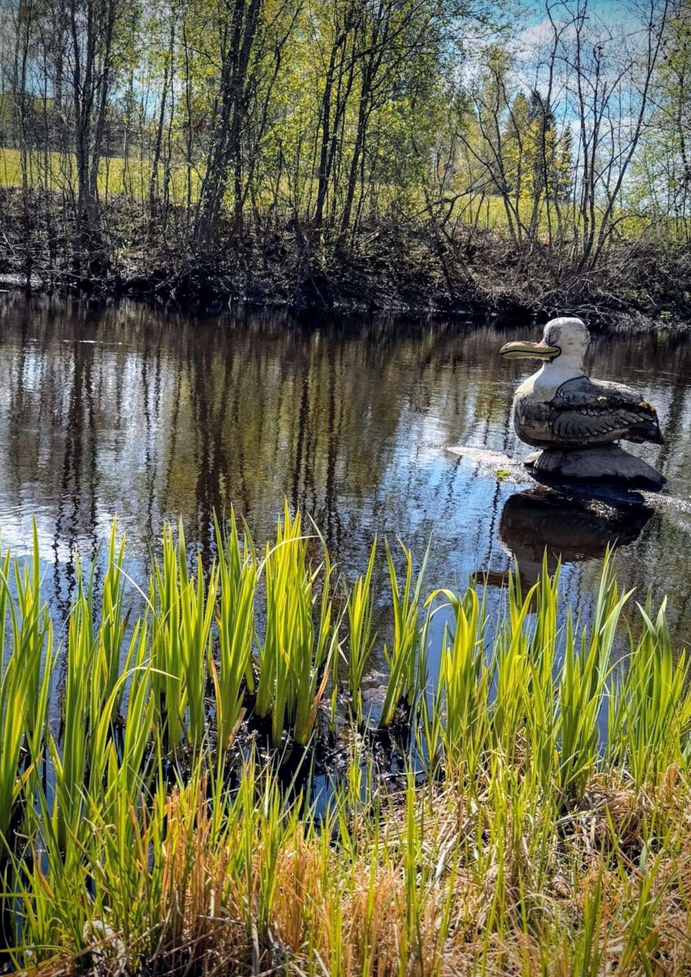 A bird standing on a rock by a calm body of water with surrounding greenery.